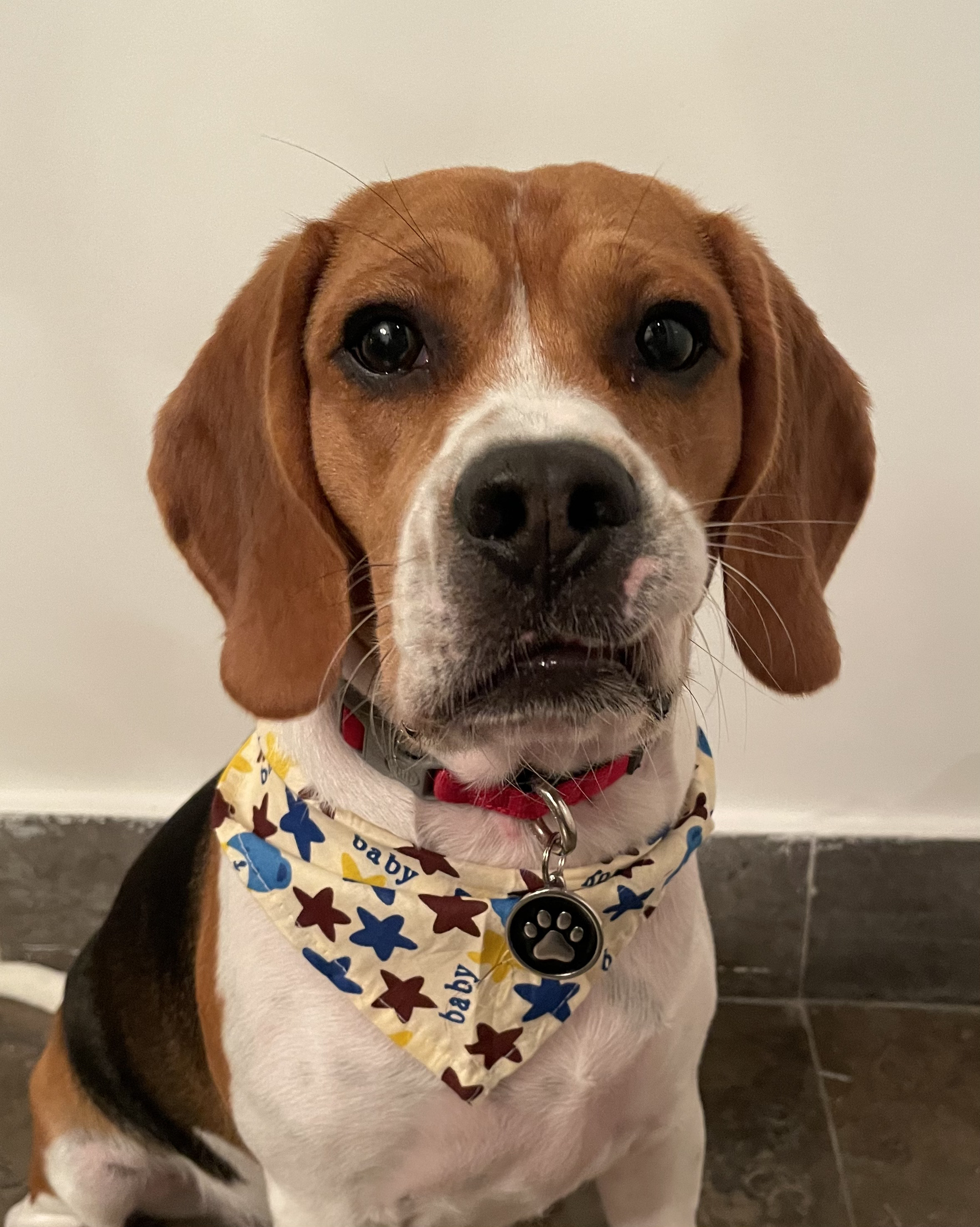 Locky the dog CEO